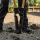 Cat Dołownik k-series posthole digger - 1604200 - zdjęcie 4